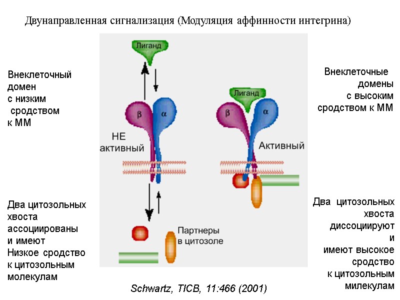 Двунаправленная сигнализация (Модуляция аффинности интегрина) Внеклеточный   домен с низким  сродством к